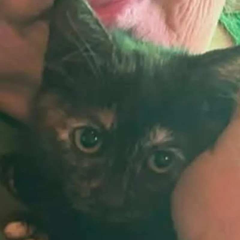 A baby small-sized female Black Domestic Short Hair cat named Thistle for adoption in Veneta, OR