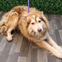An adult medium-sized male Alaskan Malamute dog named Yukon for adoption in Myrtle Beach, SC