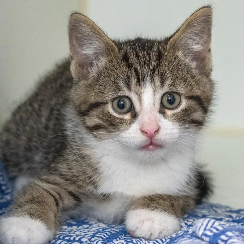 A baby medium-sized male Tabby (Gray / Blue / Silver) Domestic Short Hair cat named Bash for adoption in Pontiac, MI