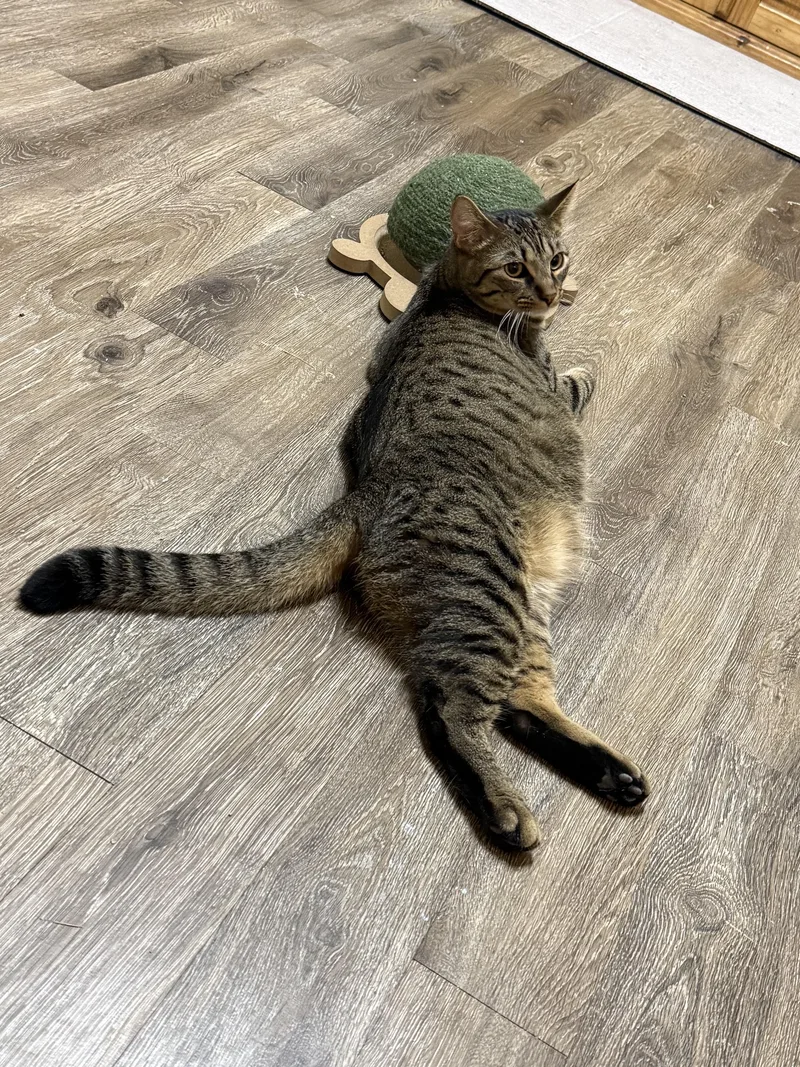 A young large-sized male Tabby (Brown / Chocolate) Domestic Short Hair cat named Nick for adoption in Houston, TX