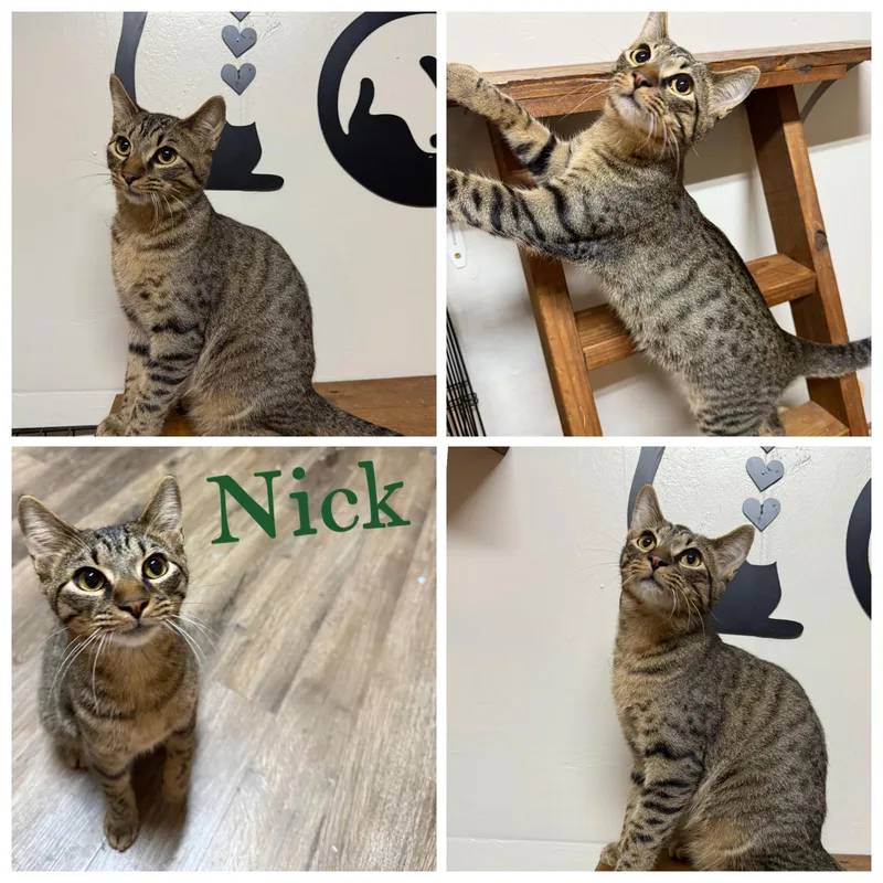 Nick thumbnail 5