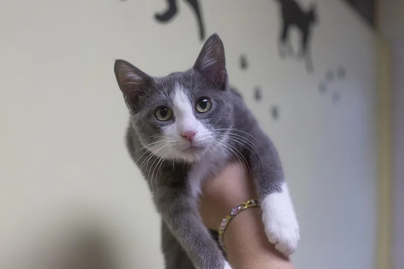 A young large-sized male Domestic Short Hair cat named Dre for adoption in Mountain Home, AR