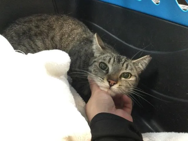 A young small-sized female Domestic Short Hair cat named Nini for adoption in Thousand Palms, CA