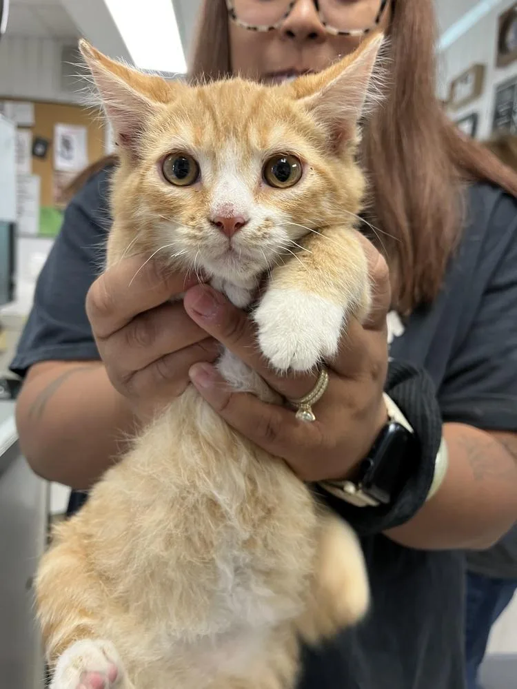 A young medium-sized male Domestic Short Hair cat named Derrick for adoption in Ontario, CA