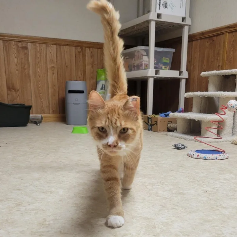 A young small-sized male Orange / Red Domestic Short Hair cat named Chip for adoption in Abingdon, MD