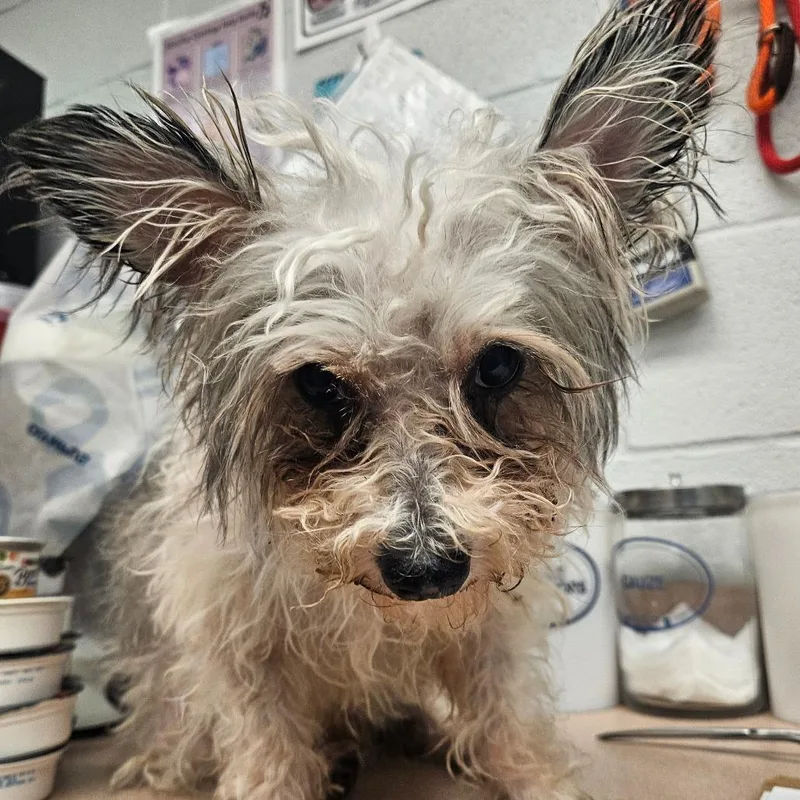 A senior small-sized male White / Cream Terrier dog named Guy for adoption in Birdsboro, PA