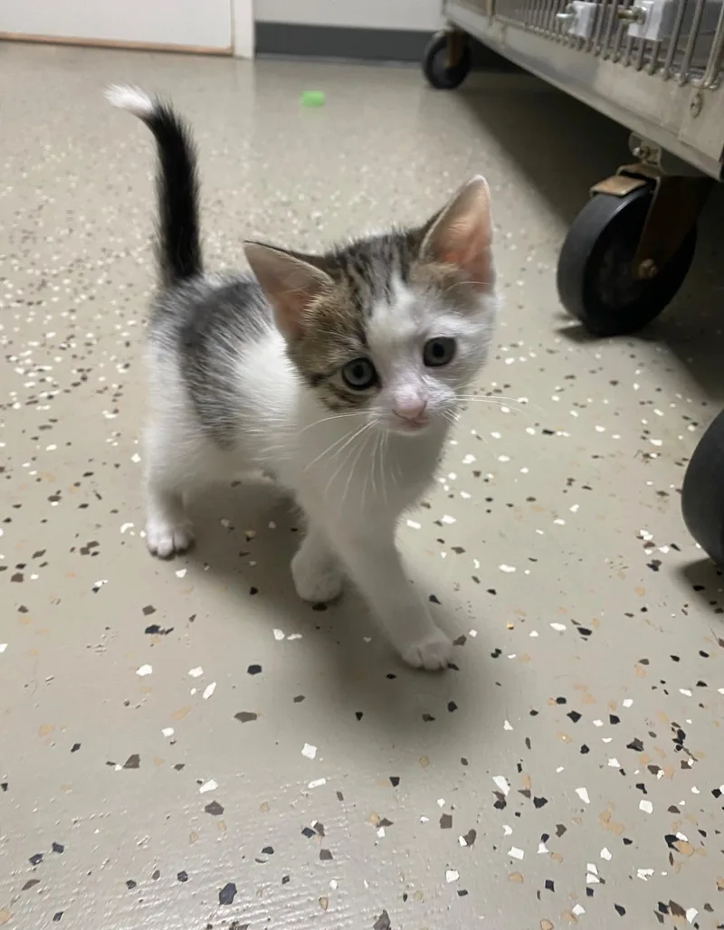 A baby medium-sized female White Domestic Short Hair cat named Ravine for adoption in Hornell, NY
