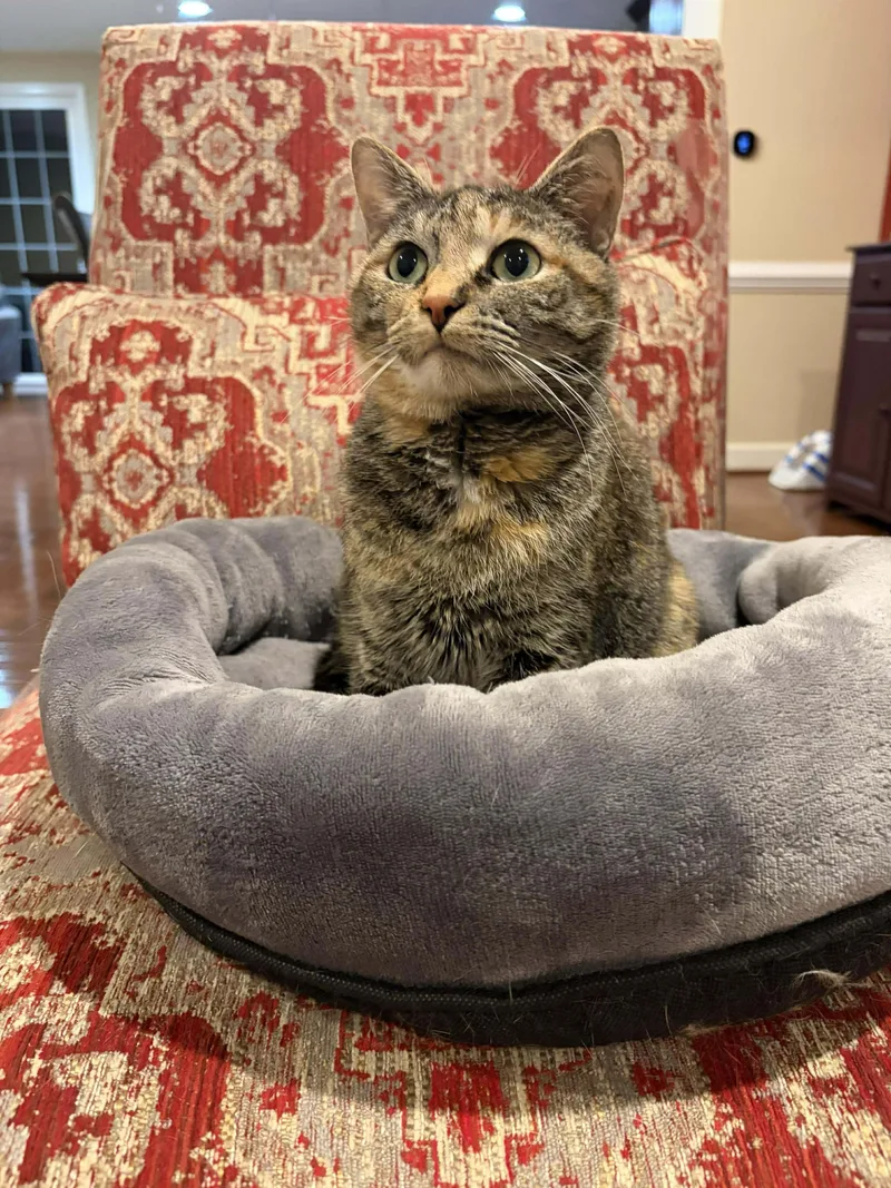 Pocahontas thumbnail 4