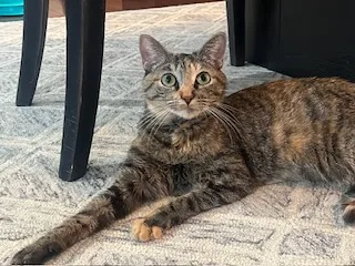 Pocahontas thumbnail 5