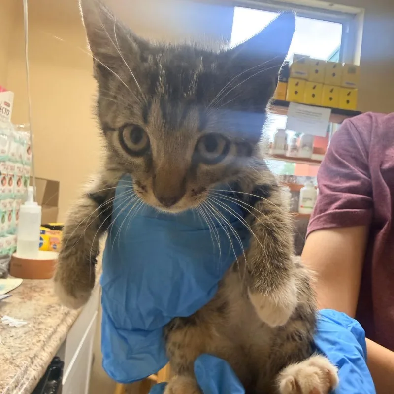A baby small-sized male Gray / Blue / Silver Domestic Short Hair cat named Sam for adoption in Corinth, MS