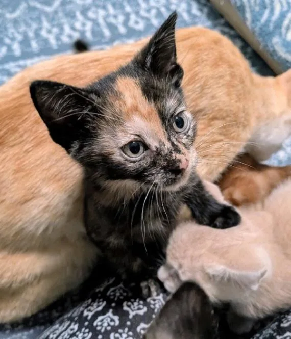 A young medium-sized female Tortoiseshell Domestic Short Hair cat named Tatiana for adoption in Marietta, GA