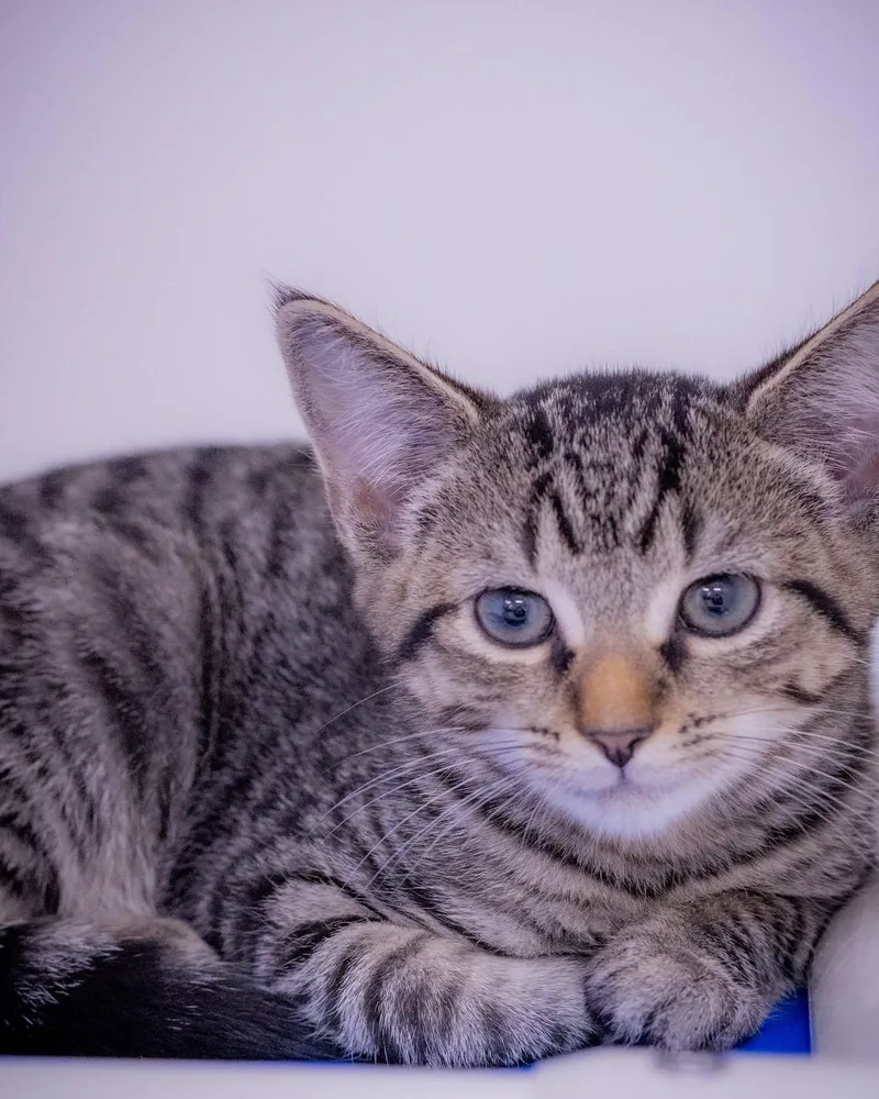 A baby small-sized male Black & White / Tuxedo Domestic Short Hair cat named Triscuit for adoption in Bridgeport, CT