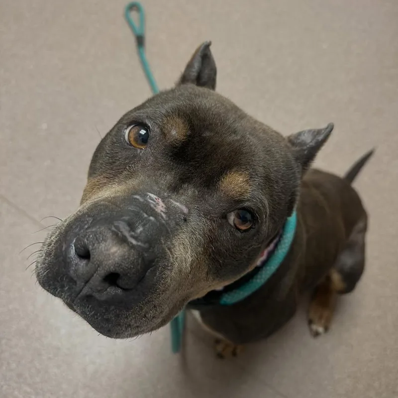 Doris