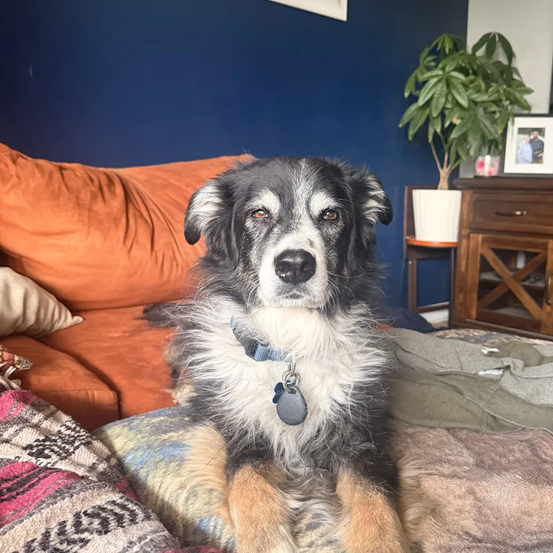 A senior medium-sized male Australian Shepherd dog named Rambo for adoption in Roy, UT