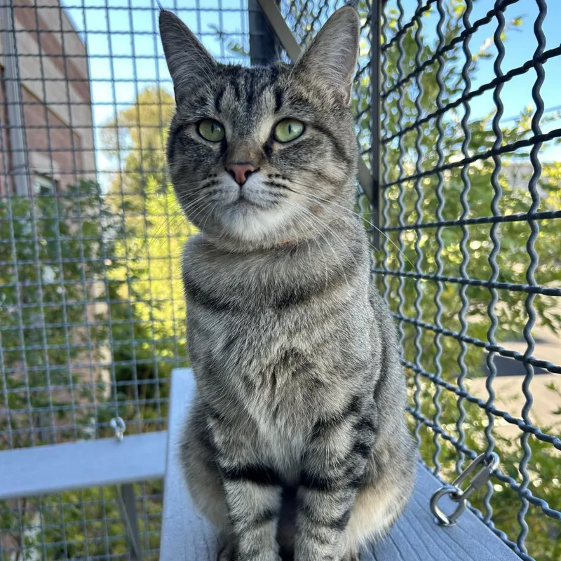An adult large-sized female Brown / Chocolate Domestic Short Hair cat named Panini for adoption in Lakewood, CO