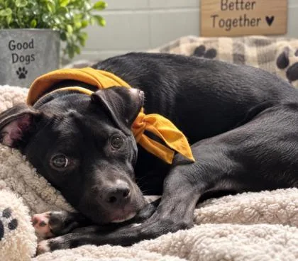 An adult medium-sized male Mixed Breed dog named Luno for adoption in Savannah, GA