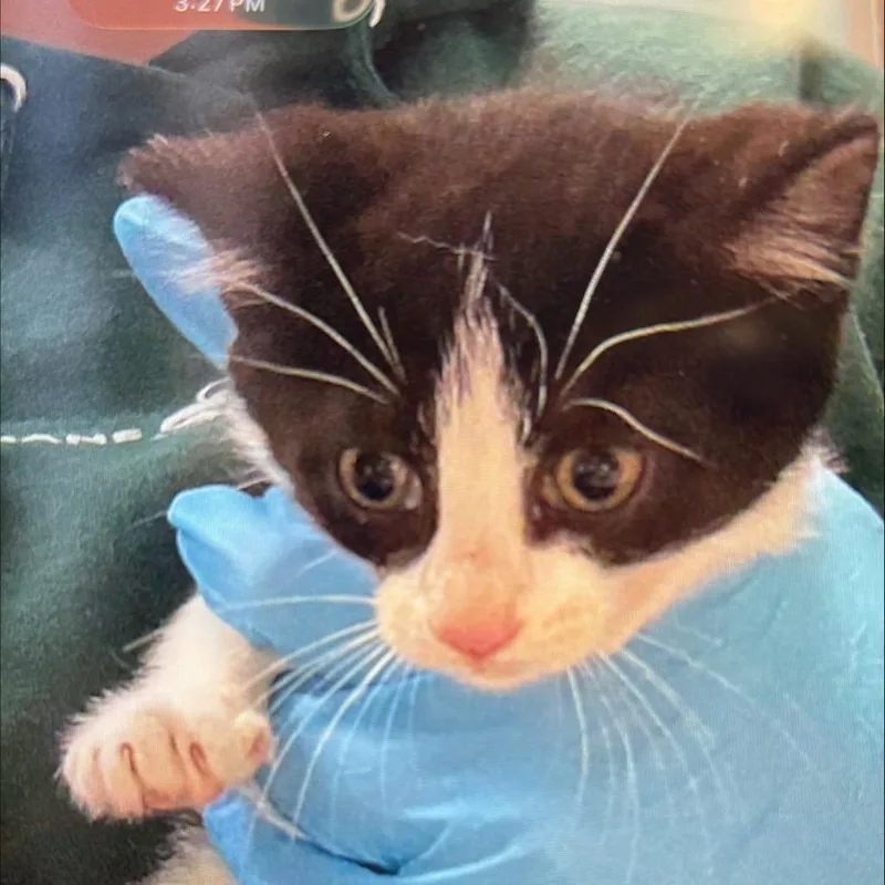 A baby small-sized female Black Domestic Short Hair cat named Luna for adoption in Tacoma, WA