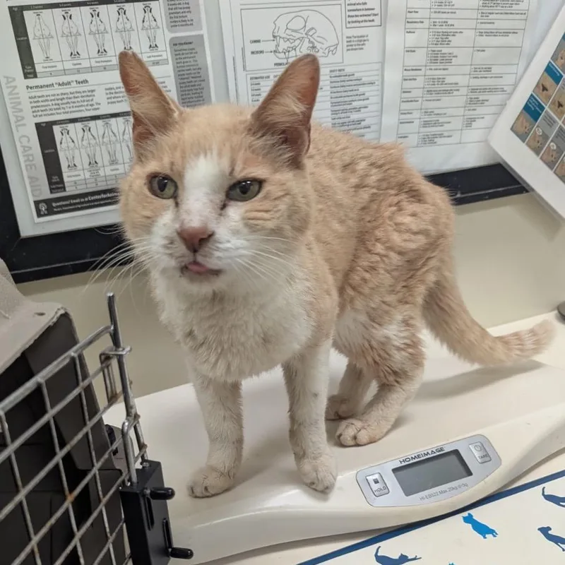 A senior medium-sized male Orange / Red Domestic Short Hair cat named Hemingway for adoption in Lynchburg, VA