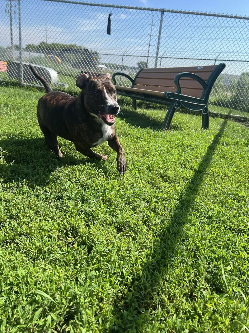 An adult medium-sized female Mixed Breed dog named Maisy for adoption in Davenport, IA