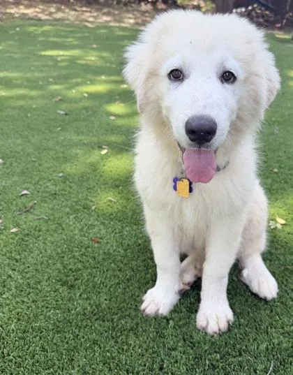 A baby extra large-sized female Great Pyrenees dog named Lottie for adoption in Fort Worth, TX