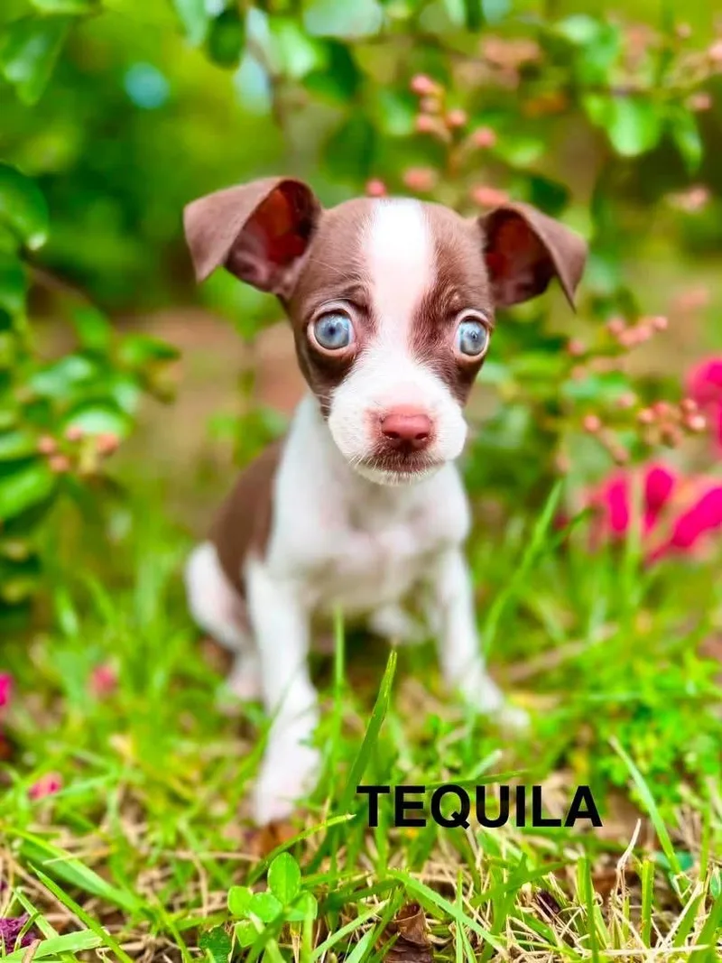 A baby small-sized male Brown / Chocolate Chiweenie dog named Tequila for adoption in Kings Mountain, NC