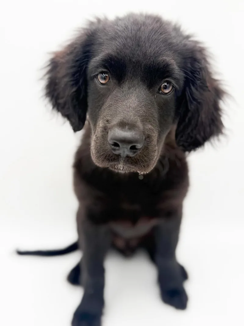 A baby medium-sized male Black English Springer Spaniel dog named Fred Can't Be Any for adoption in Bedford Hills, NY