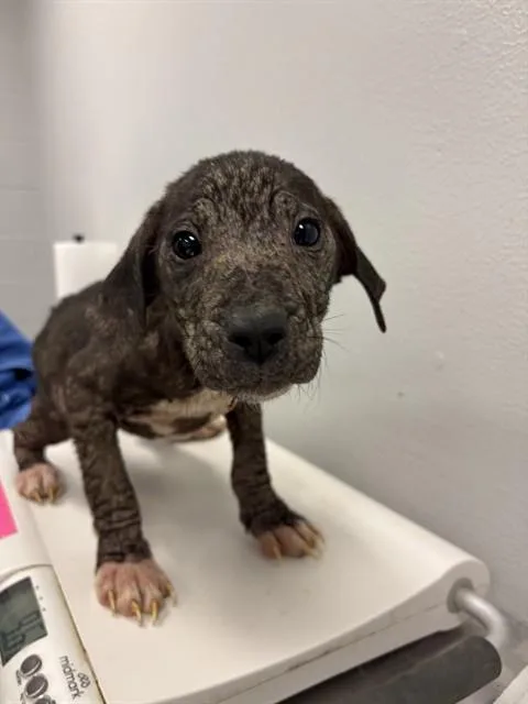 A baby small-sized female German Shepherd Dog dog named Lil Debbie for adoption in Corpus Christi, TX