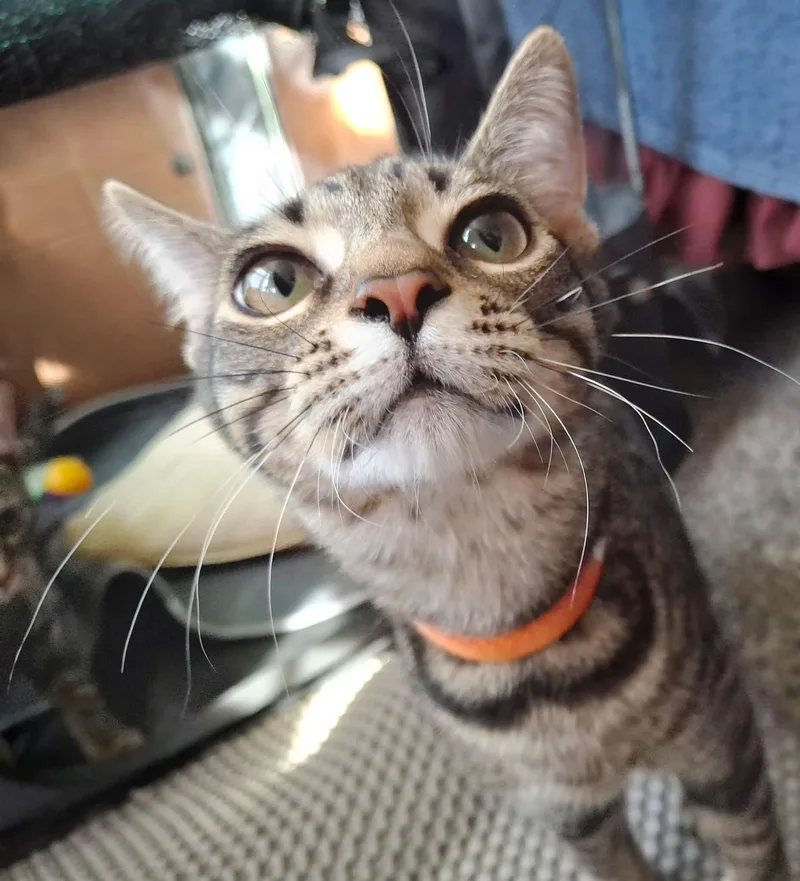 A baby small-sized male Tabby (Gray / Blue / Silver) Domestic Short Hair cat named Embie for adoption in Carnegie, PA