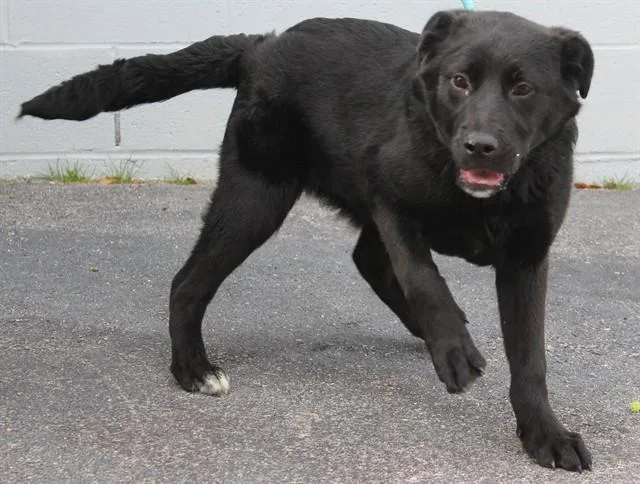 A young small-sized male Newfoundland Dog dog named Baxter for adoption in Lexington, SC