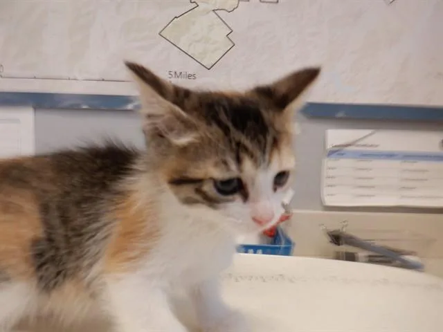 A baby small-sized female Domestic Short Hair cat named Siren for adoption in San Jose, CA