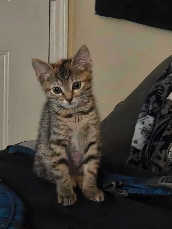 A young medium-sized female Torbie Domestic Short Hair cat named Sylvia Rivera for adoption in Marietta, GA