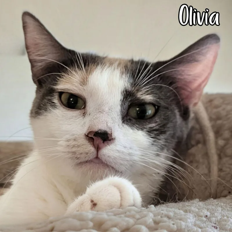 An adult medium-sized female Dilute Calico Domestic Short Hair cat named Olivia for adoption in Janesville, WI