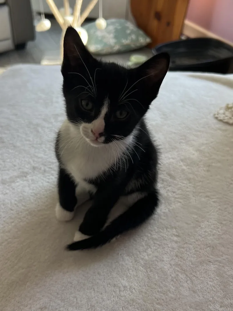 A baby medium-sized male Black & White / Tuxedo Domestic Short Hair cat named Paris for adoption in Murfreesboro, TN