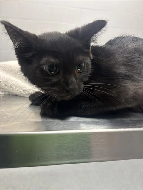 A baby small-sized female Domestic Short Hair cat named Crevace for adoption in Indianapolis, IN