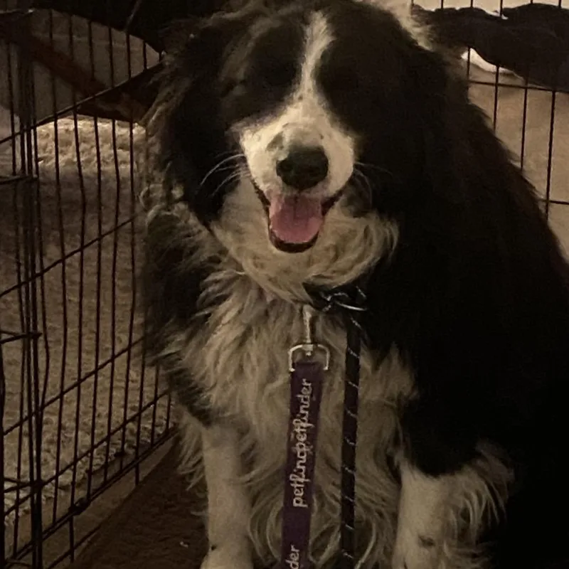 An adult large-sized female Black Australian Shepherd dog named Izzy for adoption in Tupelo, MS