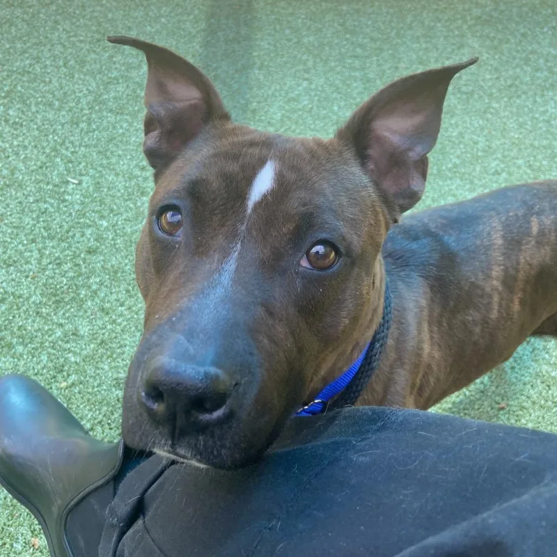 An adult medium-sized female Brown / Chocolate Mixed Breed dog named Jenny for adoption in Greensboro, NC