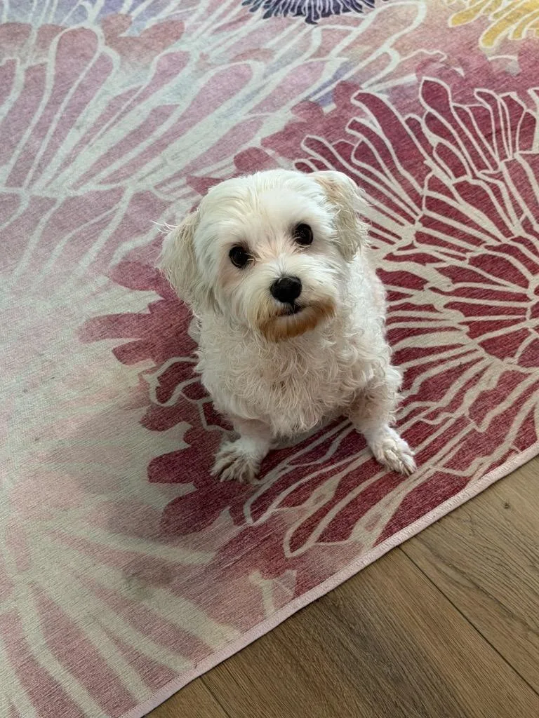 An adult small-sized male Maltese dog named Gizmo for adoption in Reno, NV