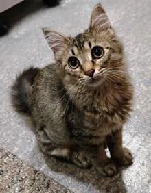 A baby small-sized female Domestic Long Hair cat named Sierra for adoption in Lebanon, PA