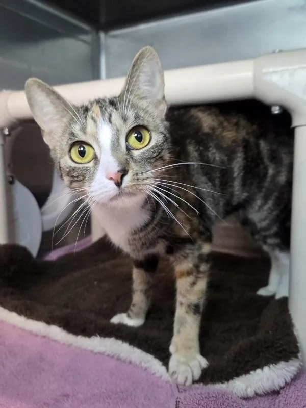 A young small-sized female Domestic Short Hair cat named Sugar Puddin' for adoption in Millersville, MD