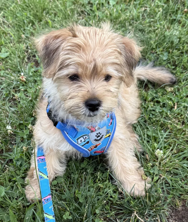 A baby small-sized male Shih poo dog named Thomas for adoption in Ardsley, NY