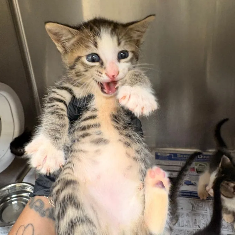 A baby small-sized male Brown / Chocolate Domestic Short Hair cat named Rocket for adoption in Mocksville, NC