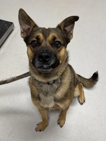 Scrappy Doo