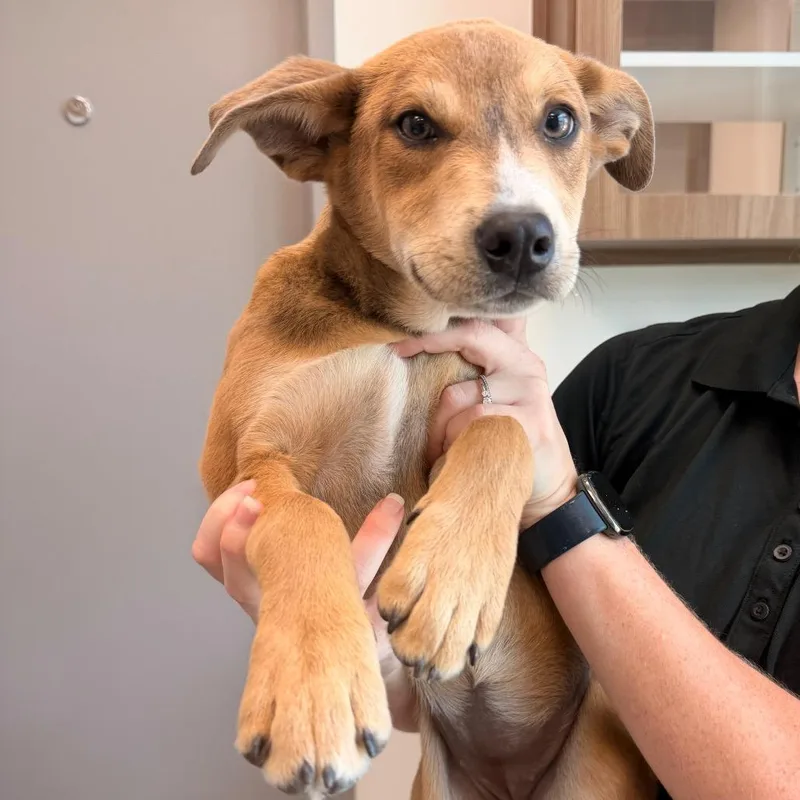 A baby medium-sized female Brown / Chocolate Shepherd dog named Ashtyn for adoption in Sand Springs, OK