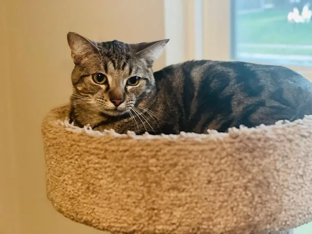 A young medium-sized male Tabby (Brown / Chocolate) Domestic Short Hair cat named Stitch for adoption in Cincinnati, OH