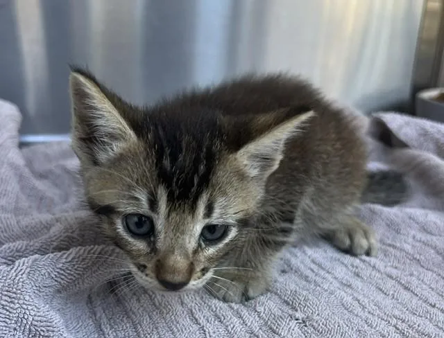 A baby small-sized male Domestic Short Hair cat named Apollo for adoption in Norco, CA
