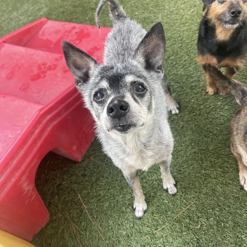 A senior small-sized male Australian Cattle Dog / Blue Heeler dog named Mickey for adoption in Baton Rouge, LA