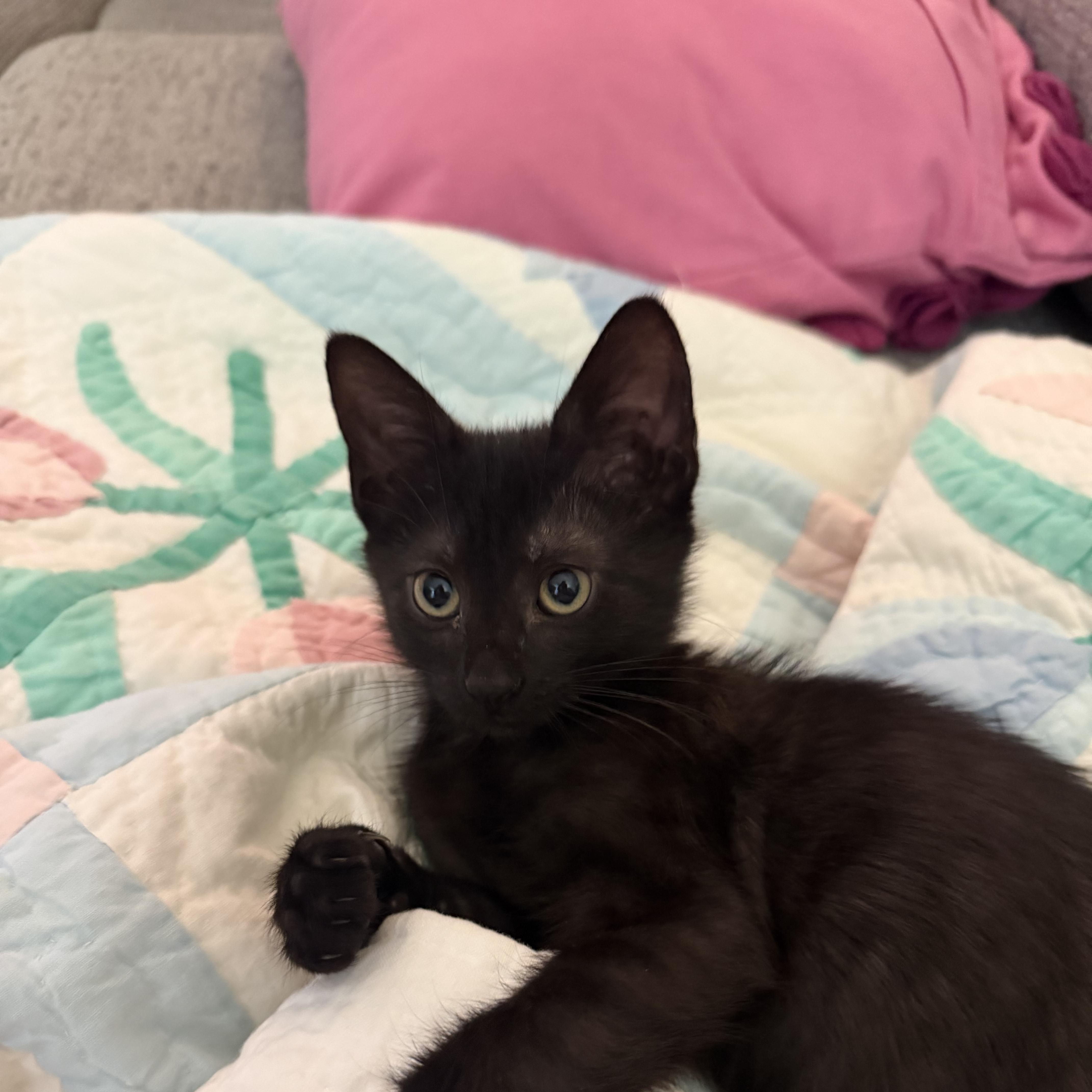 A baby medium-sized female Black Domestic Short Hair cat named Moray for adoption in Columbia, SC