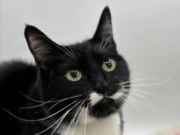 An adult medium-sized female Domestic Short Hair cat named Aphrodite for adoption in Portland, OR