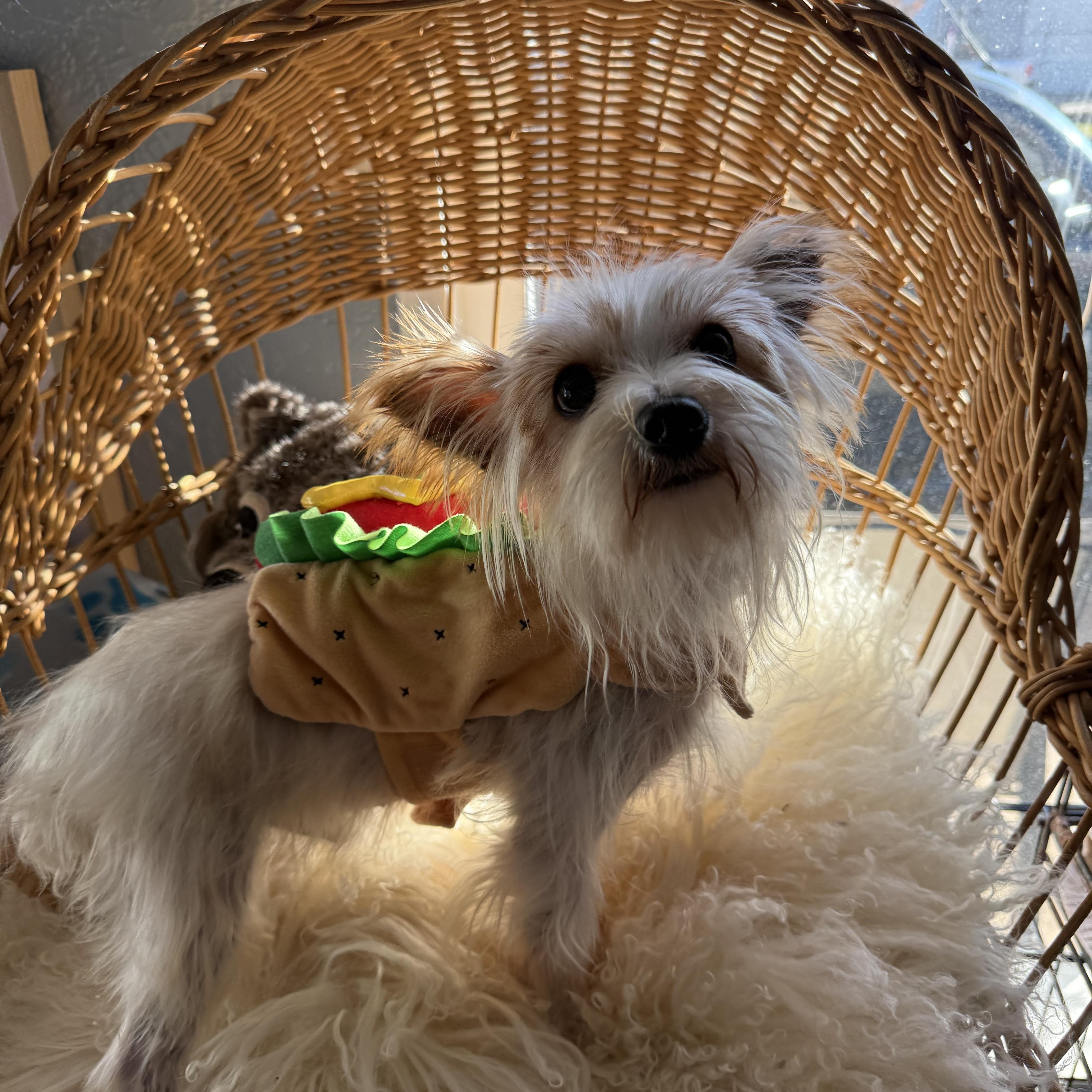 Thumper Twinkletoes thumbnail 2