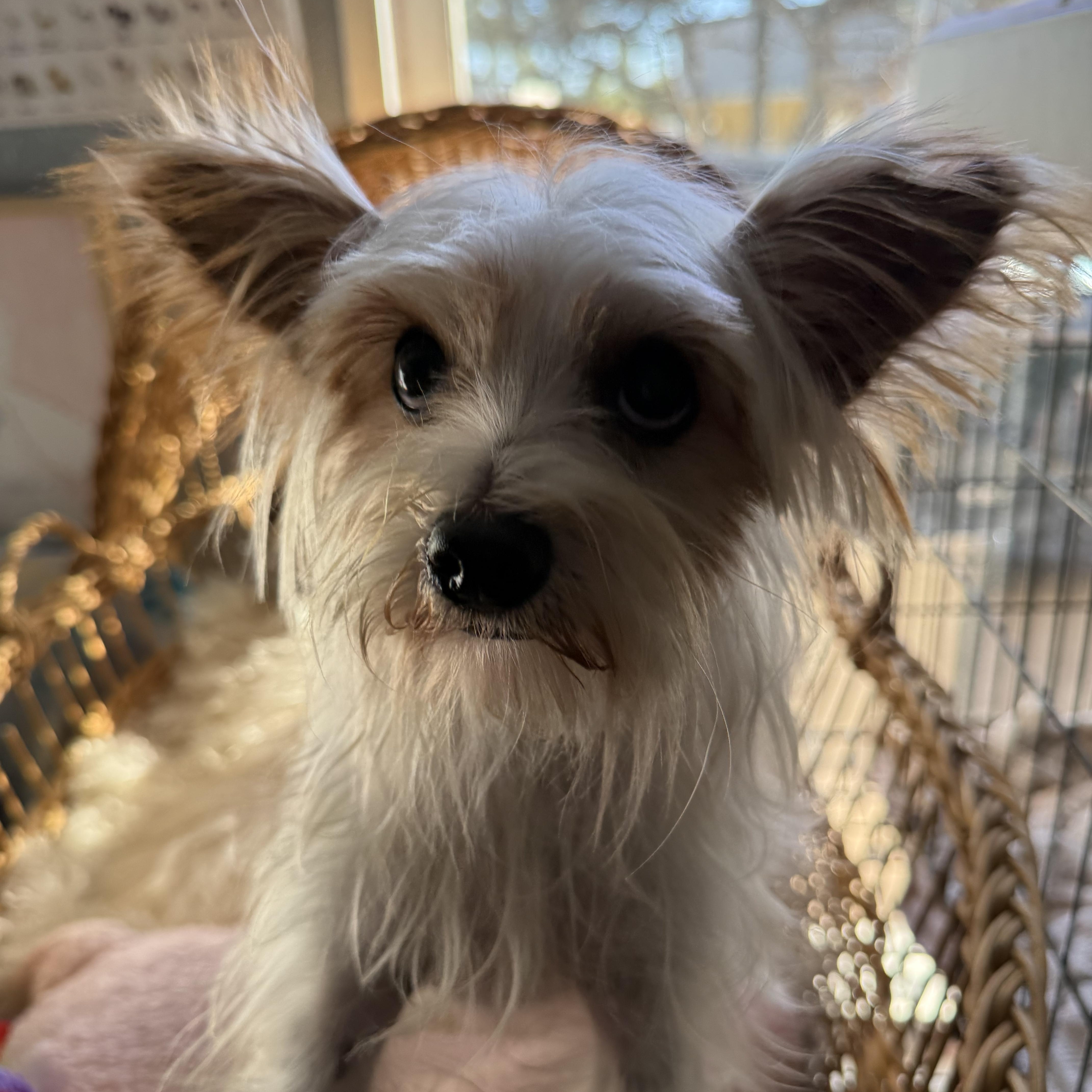 Thumper Twinkletoes thumbnail 3